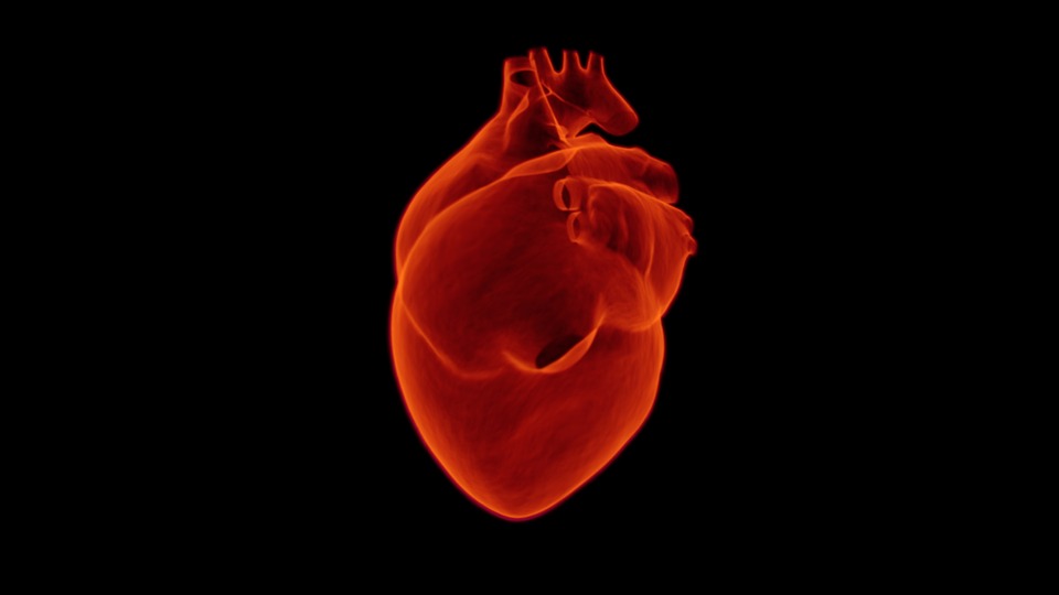 What Does A Cardiologist Do