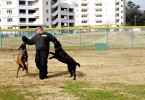 Dog Training