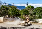 Bull Riding Competition_2