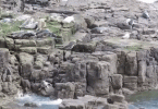 Showing Terrified Seals Fleeing Sightseers