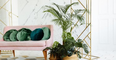 The Top Tips for Taking Care of an Indoor Palm Tree