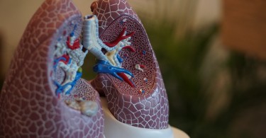 lung