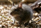 How to Discourage Pest Infestation in Your House