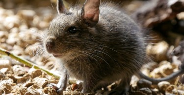 How to Discourage Pest Infestation in Your House