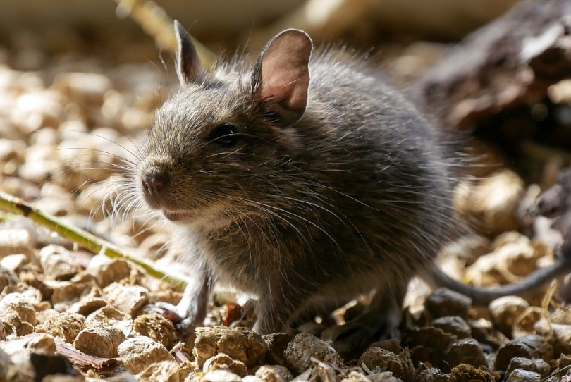 How to Discourage Pest Infestation in Your House