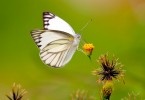 Control White Fly