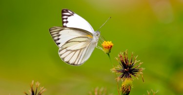 Control White Fly