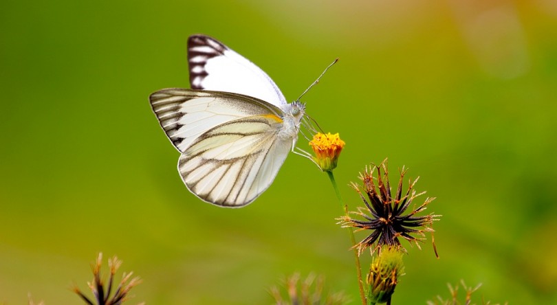 Control White Fly