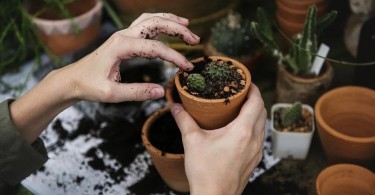 Basic Gardening Tips
