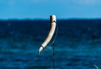drinking-horn