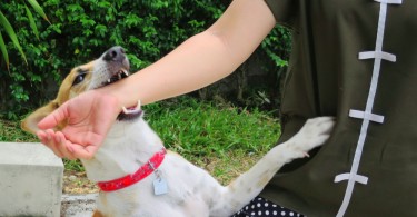 medical bills from a dog bite can be expensive
