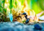Tiny Ants
