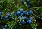 7 Steps How To Grow Blueberries In Your Backyard