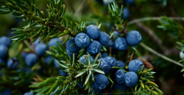 7 Steps How To Grow Blueberries In Your Backyard