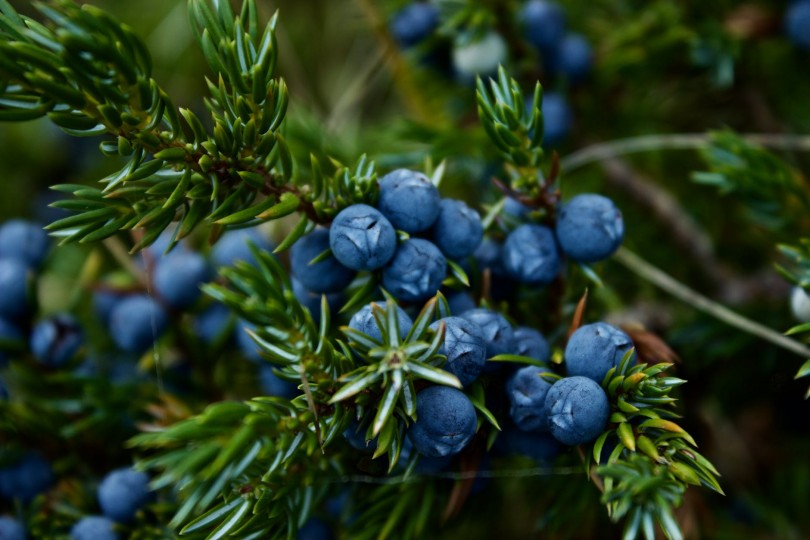 7 Steps How To Grow Blueberries In Your Backyard