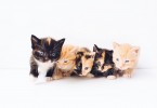 Cute Kittens