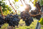 Health Benefits Of Grape Seed Extract