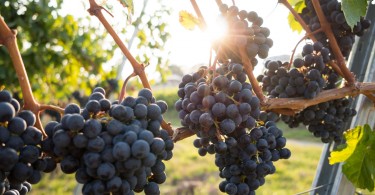 Health Benefits Of Grape Seed Extract