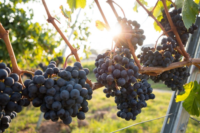 Health Benefits Of Grape Seed Extract