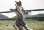 Cat Ninja