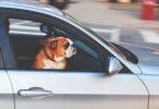 Top 6 Car-Buying Tips For Dog Owners