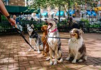 Dog Breeds