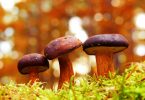 Mushroom Leather