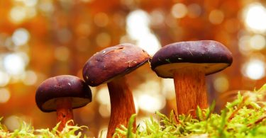 Mushroom Leather