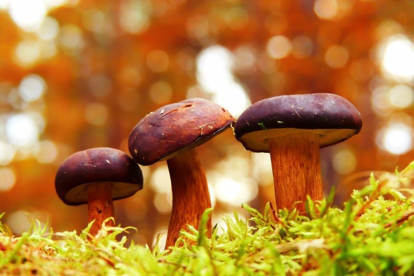 What Makes Mushroom Leather Sustainable