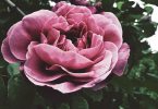 Original Galaxy Rose