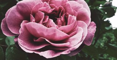 Original Galaxy Rose