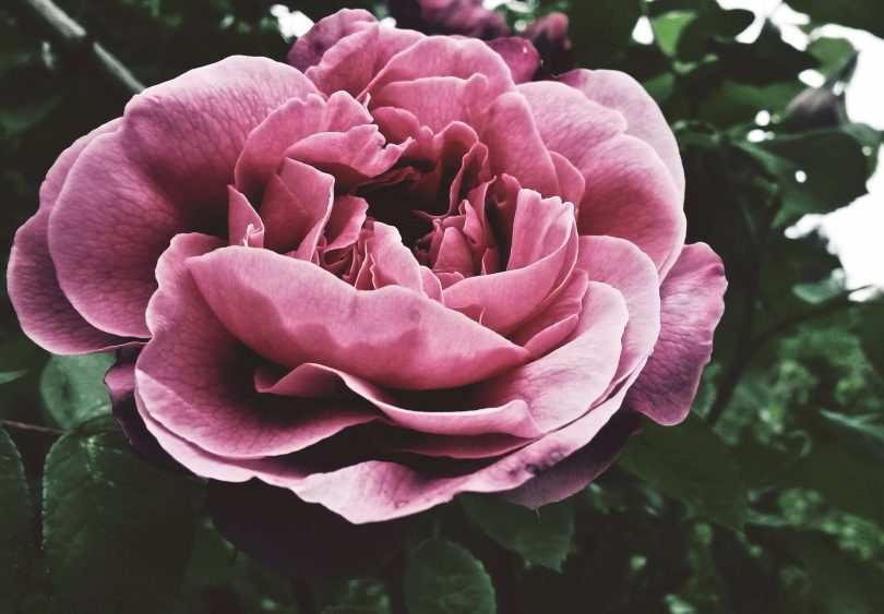 Original Galaxy Rose