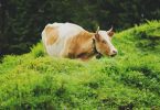 Cow Jokes