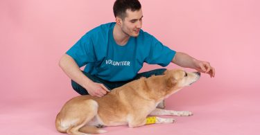 Dogs Bite