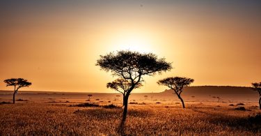 Essential Things To Consider When Planning Any African Safari