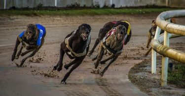 The World's Best Greyhound Stadiums