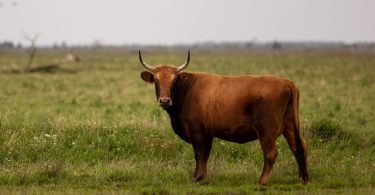 Keeping Tabs On The Weight Of Your Cattle