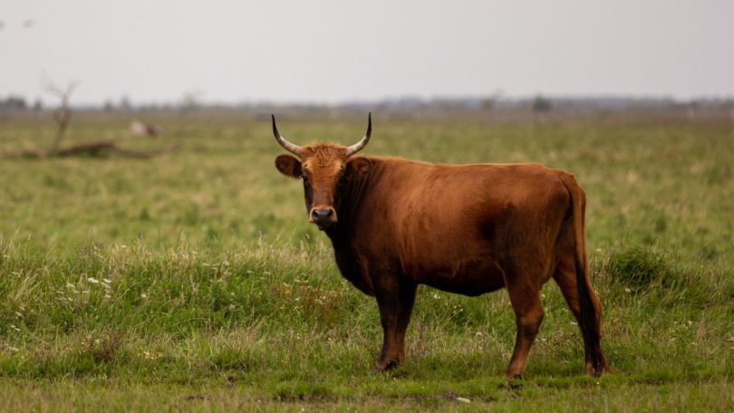 Keeping Tabs On The Weight Of Your Cattle