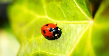 Spot Pests