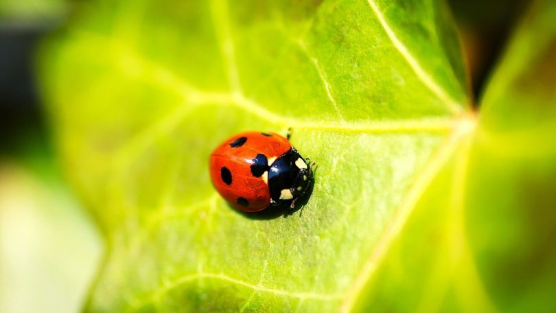 Spot Pests