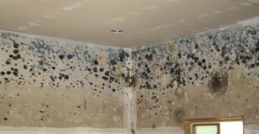 Dallas Mold Removal