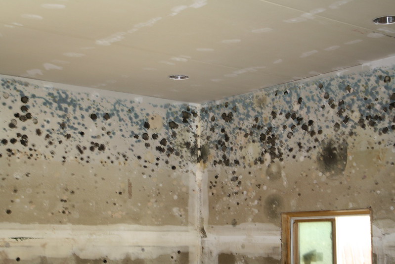 Dallas Mold Removal The Risks Of A Mold Infestation