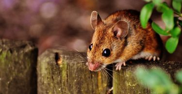 Mouse and Pest Infestations in Manchester