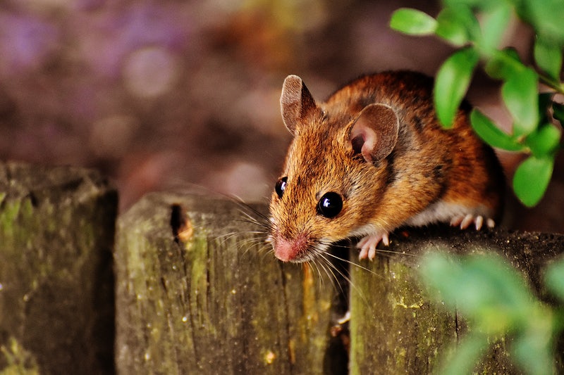 Mouse and Pest Infestations in Manchester