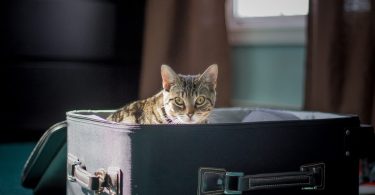 Planning The Easiest Move Possible