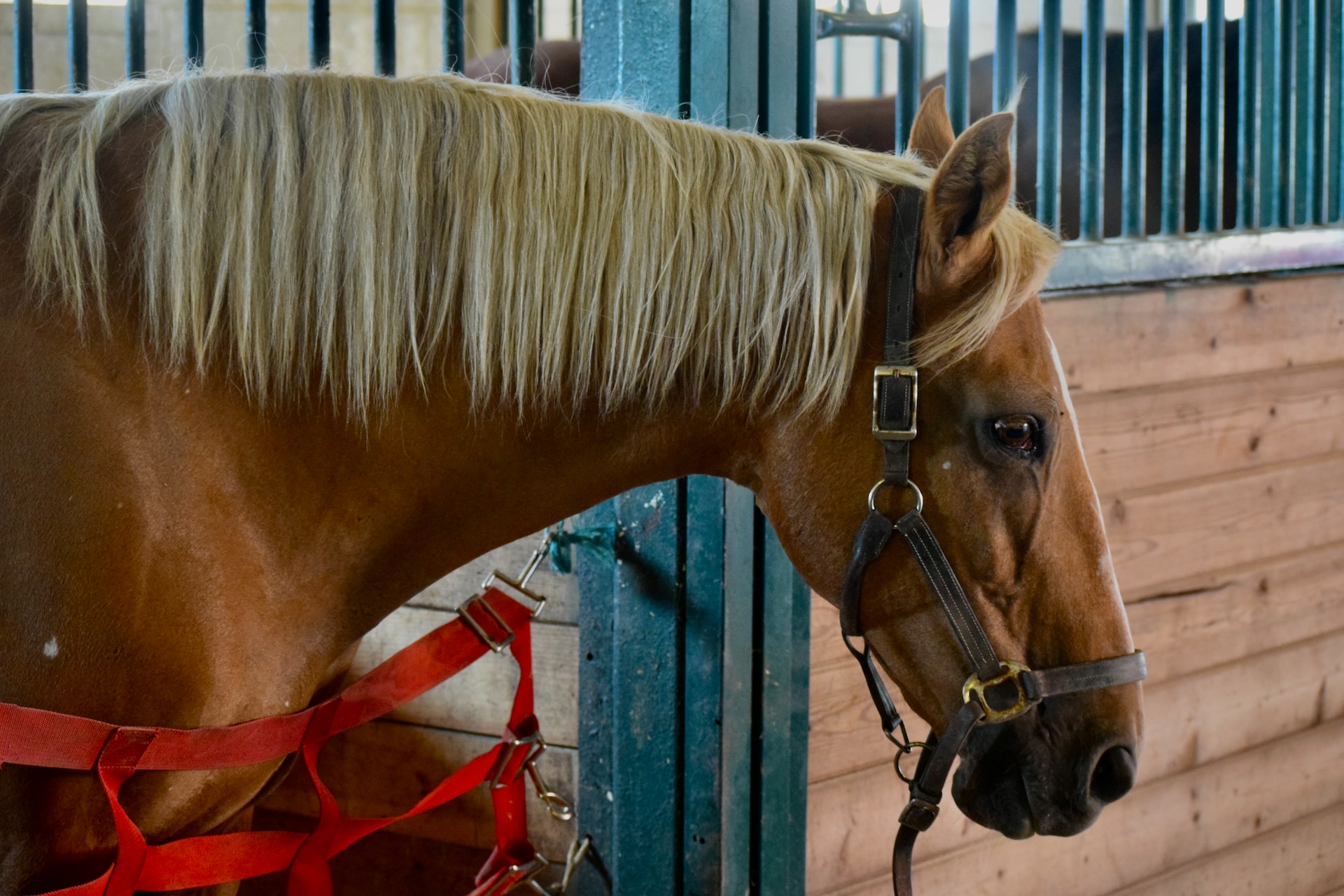 How To Properly Care For Horses On A Farm A Beginner's Guide